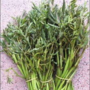 Water Mimosa (Neptunia Oleracea)