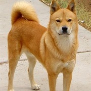Korean Jindo Dog
