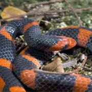 Ornate Shovel-Snout Snake