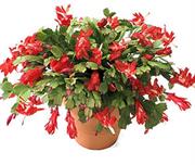Christmas Cactus