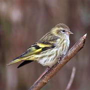 Pine Siskin