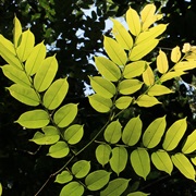 African Padauk (Pterocarpus Soyauxii)