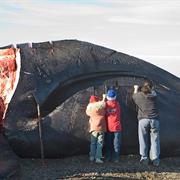 Bowhead Whales