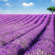 Go Lavender Picking