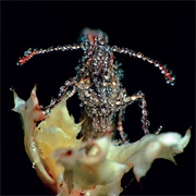 Gang Gang Dance: "Glass Jar" (2011)