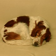 Irish Red and White Setter