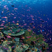Sunflower Reef, Fiji