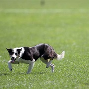 Sheep Dog Trials