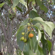 Grey-Leaved Saucer Berry (Cordia Sinensis)