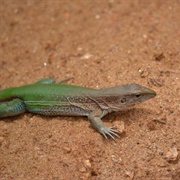 Green Ameiva (Ameiva Ameiva)