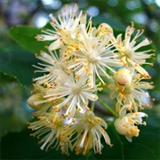 Linden Blossom