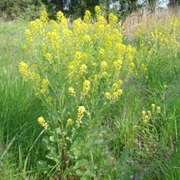 Wild Mustard