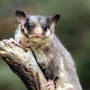 Leadbeater's Possum