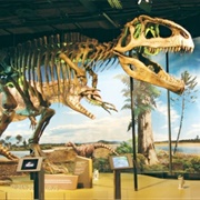 Tyransaurus Rex Skeleton