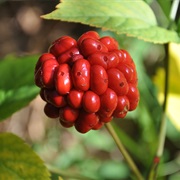 American Ginseng
