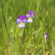 Johnny Jump Up (Viola Tricolor)