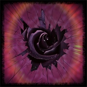 Fractured Rose Angelina Jensen