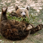 Prishtina Bear Sanctuary