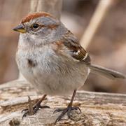 American Tree Sparrow