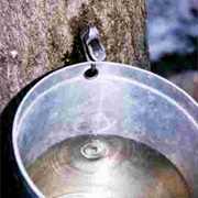 Maple Water