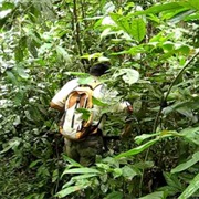 Land, Water, Whatever Transport