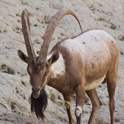 Sindh Ibex