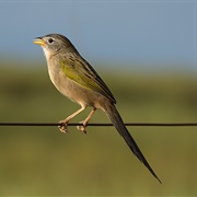 Wedge-Tailed Grass Finch (Emberizoides Herbicola)