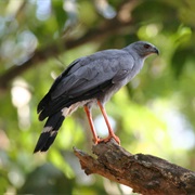Crane Hawk