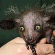 Aye-Aye