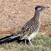 Greater Roadrunner