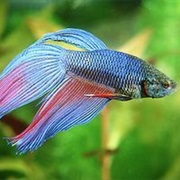 Betta Fish