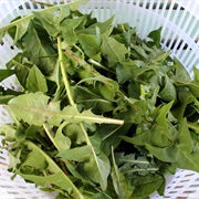 Dandelion (Taraxacum)