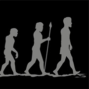 Human Evolution