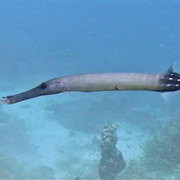 Trumpetfish