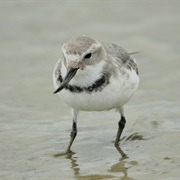 Wrybill