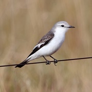 White-Rumped Monjita (Xolmis Velatus)