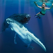 Swim With Whales