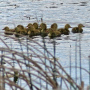 Oxford Slough Waterfowl Production Area, Idaho