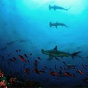 Darwin's Arch, Galapagos Islands, Ecuador
