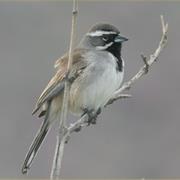 Black-Throated Sparrow