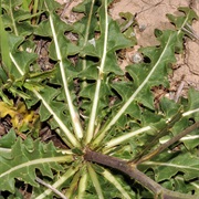 Sisymbrium Crassifolium
