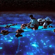 Bioluminescent Bays Puerto Rico