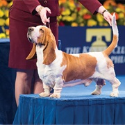 Take Part in a Dog Show