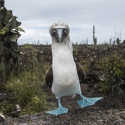 Wildlife in the Galapagos