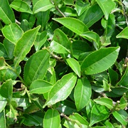 Camellia Sinensis