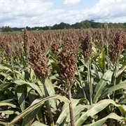 Sorghum