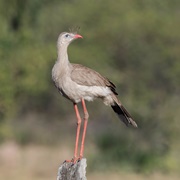 Red-Legged Seriema (Cairama Cristata)