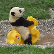 Happy Panda