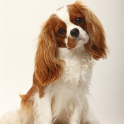 Cavalier King Charles Spaniel