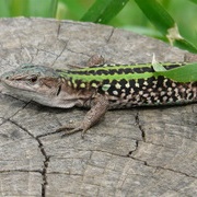 Italian Wall Lizard